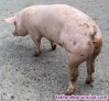 Fotos del anuncio: Cerdos para la matanza 