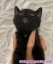 Fotos del anuncio: British shorthair 