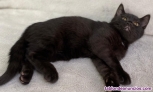 Fotos del anuncio: British shorthair 
