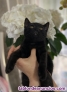 Fotos del anuncio: British shorthair 
