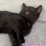 Fotos del anuncio: British shorthair 