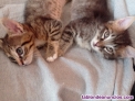 Dos gatitos cariosos buscan una casa adoptiva