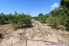 Fotos del anuncio: Ref: 3073. Finca de cultivo en venta en Crevillente (Alicante)