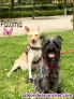 Fotos del anuncio: Perra en adopcin  Paloma