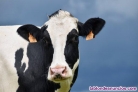 Fotos del anuncio: Urge persona para granja de vacas de leche