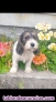 Fotos del anuncio: Petit basset griffon 