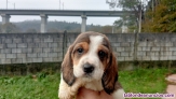 Fotos del anuncio: Petit basset griffon 