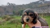 Fotos del anuncio: Petit basset griffon 