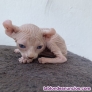 Gatos  elf extremo sphynx 