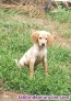 Venta cachorros de setter