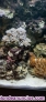 Fotos del anuncio: Acuario marino arrecife