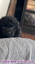 Fotos del anuncio: Yorkypoo perro pequeo