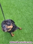 Regalo Rottweiler