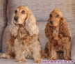 Fotos del anuncio: Preciosos cachorros Cocker Spaniel