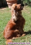 Fotos del anuncio: Precioso cachorros Cocker Spaniel