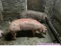 Fotos del anuncio: Se venden cerdos