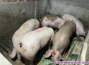 Fotos del anuncio: Se venden cerdos