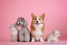 Fotos del anuncio: Cuidadora de Mascotas