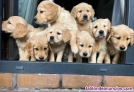 Fotos del anuncio: Estupendos cachorros de raza golden retriever 
