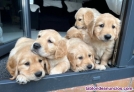 Fotos del anuncio: Estupendos cachorros de raza golden retriever 