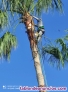 Fotos del anuncio: Poda de palmeras y tala de arboles