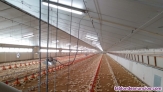 Fotos del anuncio: Se vende explotacin avcola (granja de pollos)