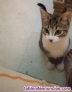 Fotos del anuncio: Gato en adopcion