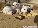 Dogos Argentinos