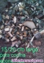 Fotos del anuncio: Venta de leña eucalipto y roble a domicilio