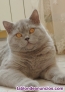 Fotos del anuncio: Gato para monta 691919077 british scottish 