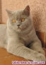 Fotos del anuncio: Gato para monta 691919077 british scottish 