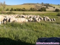 Fotos del anuncio: Vendo 800 ovejas y 19 cabras