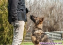 Fotos del anuncio: Adiestrador de perros en Salamanca