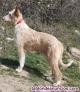Podencos