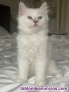 Vendo gatitos Ragdoll con pedigrí