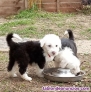 Fotos del anuncio: Tenemos disponibles cachorros de bobtail pura raza