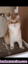 Gatito golden british shorthair