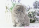 Fotos del anuncio: Gatitos persas y angora.  gatos persa. Gatos pelo largo