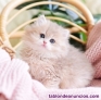 Fotos del anuncio: Gatitos persas y angora.  gatos persa. Gatos pelo largo