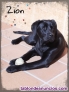 Fotos del anuncio: Labrador en adopción 
