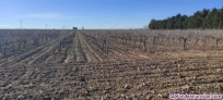 Se vende finca con viedos y bodega con muy buenos vinos