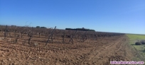 Fotos del anuncio: Se vende finca con viedos y bodega con muy buenos vinos