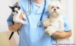 Fotos del anuncio: Se precisa veterinario 