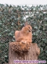Caracal Africano