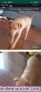 Fotos del anuncio: Doy en adopcin perrita raza pequea 