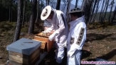 Fotos del anuncio: Venta de enjambres de abejas