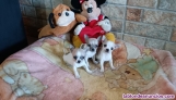 Tres machitos de Chihuahua 