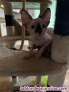 Vendo  GATOS ESFINGE (SPHYNX)