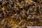 Fotos del anuncio: Abejas reinas Apis mellifera