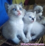 Fotos del anuncio: Camada gatos siameses